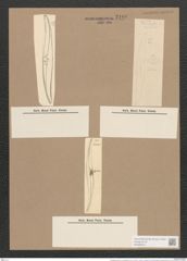 Pleurosigma decorum var. dalmaticum Grun. (de-Toni-Nr.: Genus 13, Species 1041) Zeichnungen Sammlung Grunow Nr. 2100 (NHMW-BOT-W0368972)